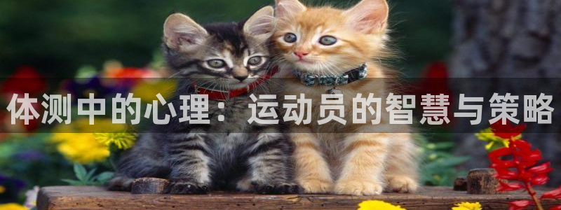 杏鑫平台招商