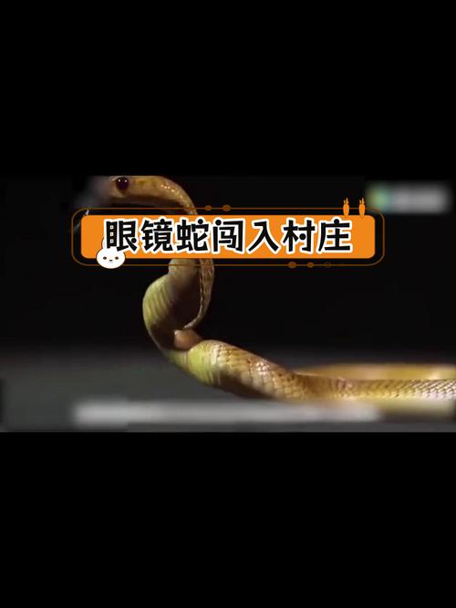玩蛇TV最新视频更新，你想看的都在这里！