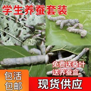 游戏帝蚕虫养成攻略：快速提升帝蚕虫战力