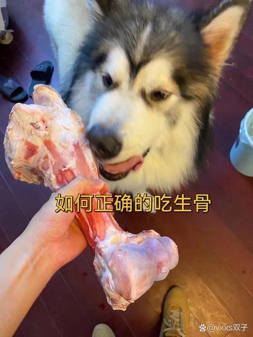 如何正确给狗狗喂骨头：安全喂食小攻略