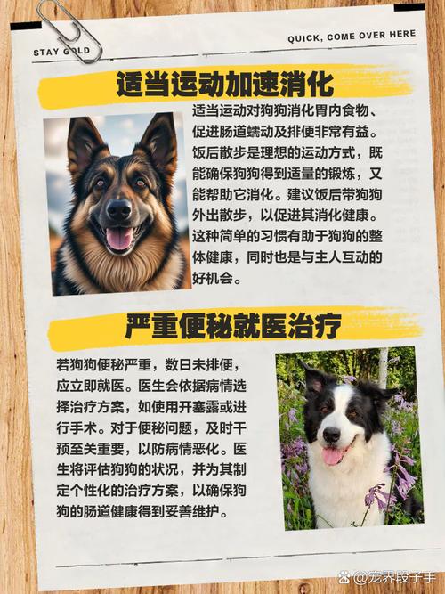 如何正确给狗狗喂骨头：安全喂食小攻略