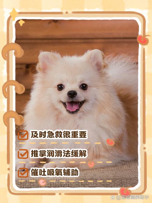 如何正确给狗狗喂骨头：安全喂食小攻略